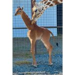 Superstar Baru di Kebun Binatang Tennessee”Jerapah Tanpa Corak”