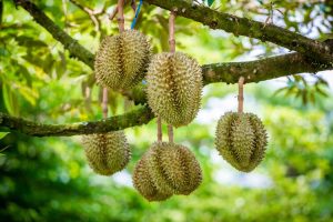 Ternyata Banyak Manfaat Dari Daun Durian