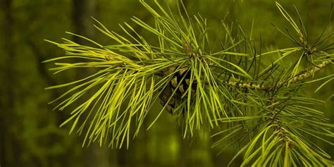 3 Manfaat Daun Pinus: Khasiat Luar Biasa untuk Kesehatan